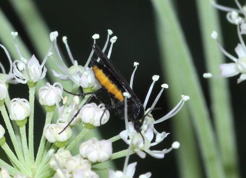 Sciara sp.